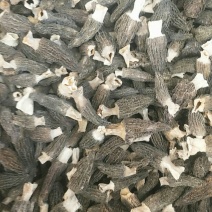 羊肚菌5一7