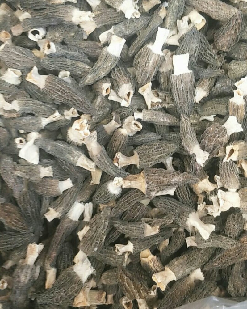 羊肚菌5一7