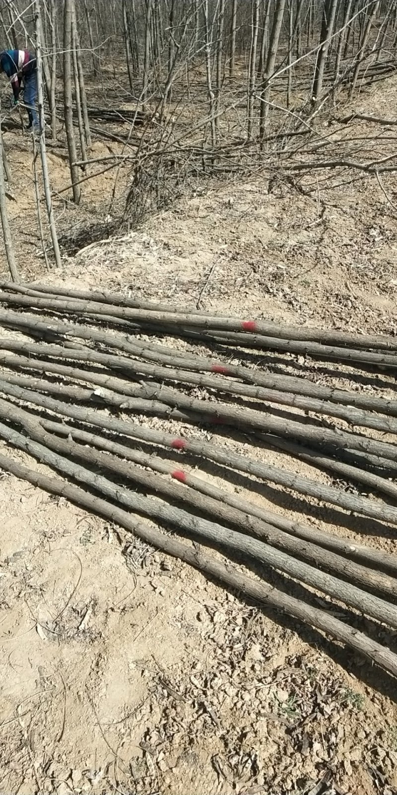 刺槐3到十公分大量有货