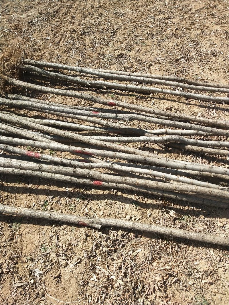 刺槐3到十公分大量有货
