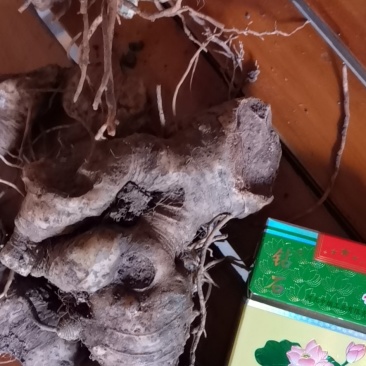 黄精块茎烤货