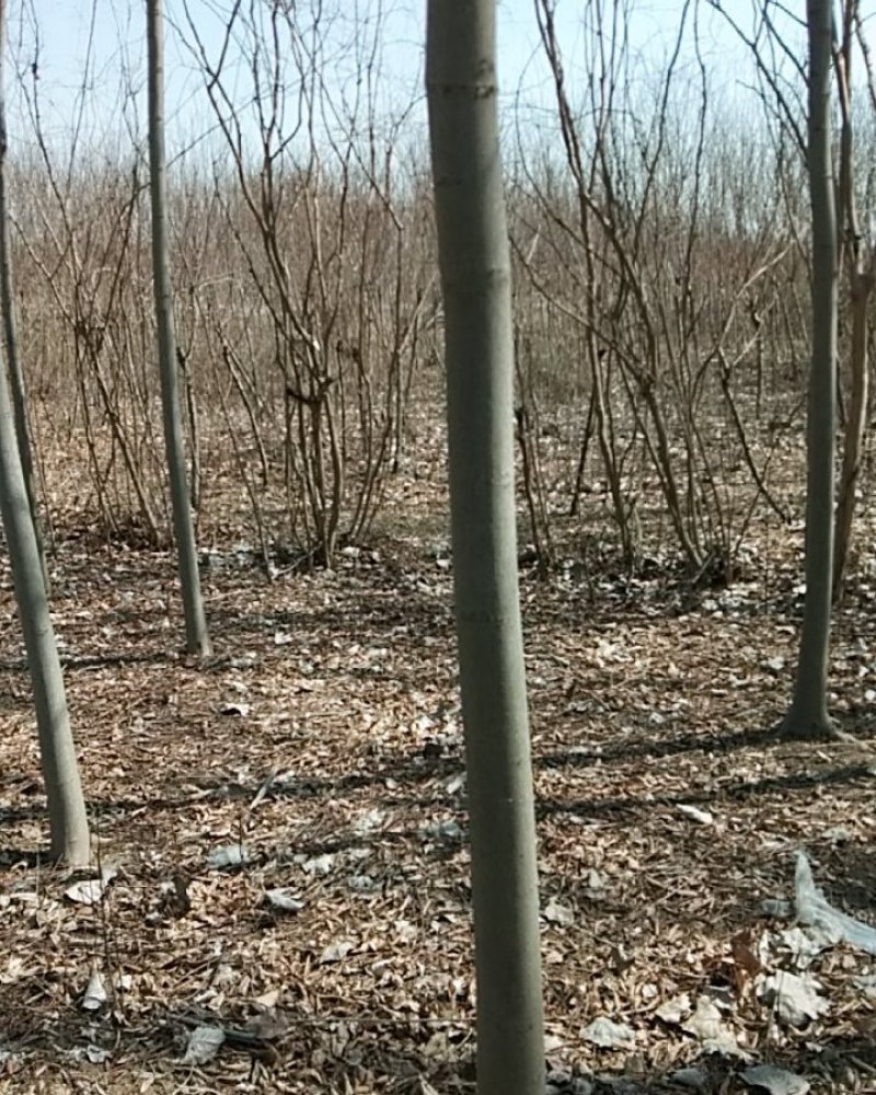 栾树树型好定杆苗木树型分枝点不同南北栾树种齐全