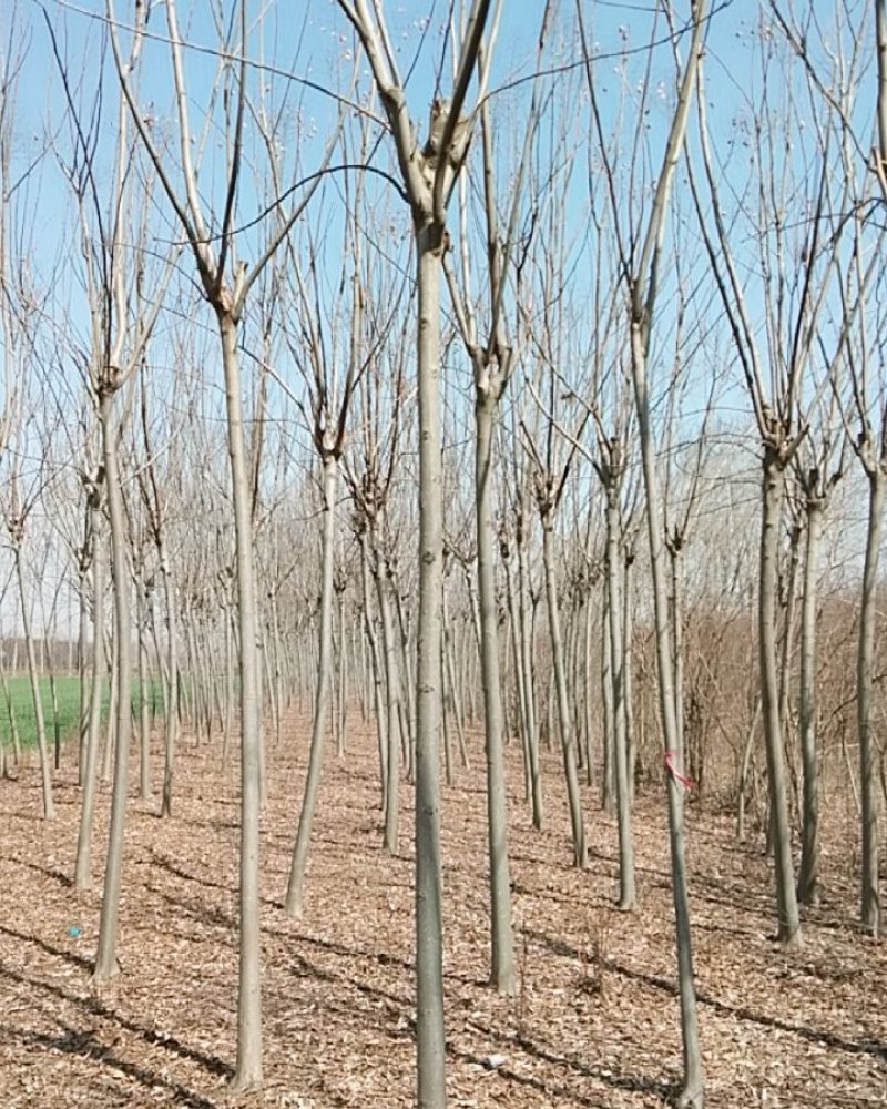 栾树树型好定杆苗木树型分枝点不同南北栾树种齐全