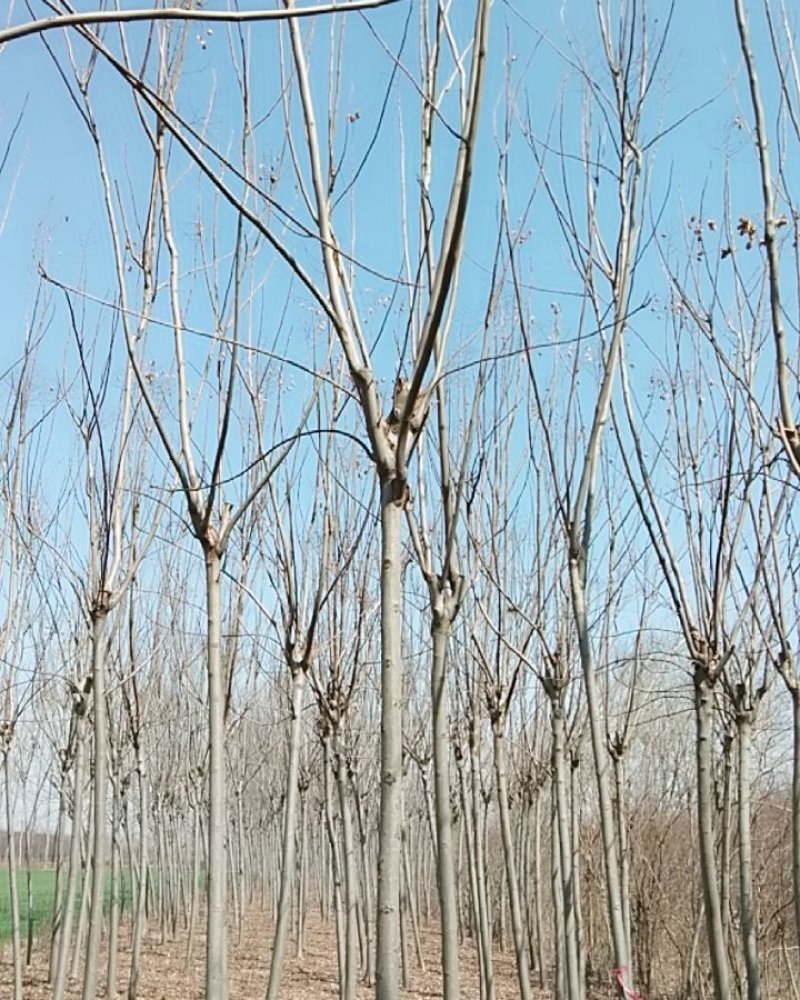 栾树树型好定杆苗木树型分枝点不同南北栾树种齐全