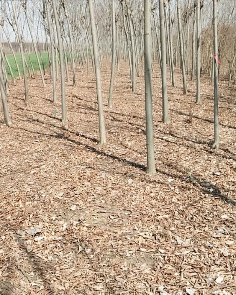 栾树树型好定杆苗木树型分枝点不同南北栾树种齐全