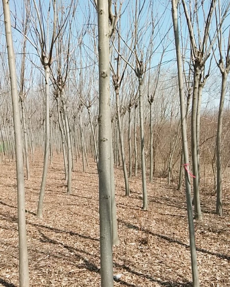 栾树树型好定杆苗木树型分枝点不同南北栾树种齐全