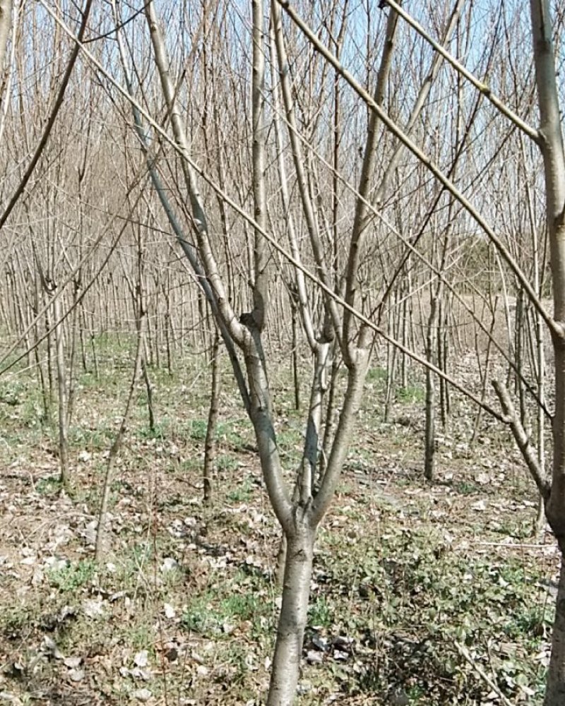 紫叶桃嫁接紫叶桃实生苗春季开花鲜艳布满枝头