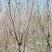 紫叶桃嫁接紫叶桃实生苗春季开花鲜艳布满枝头