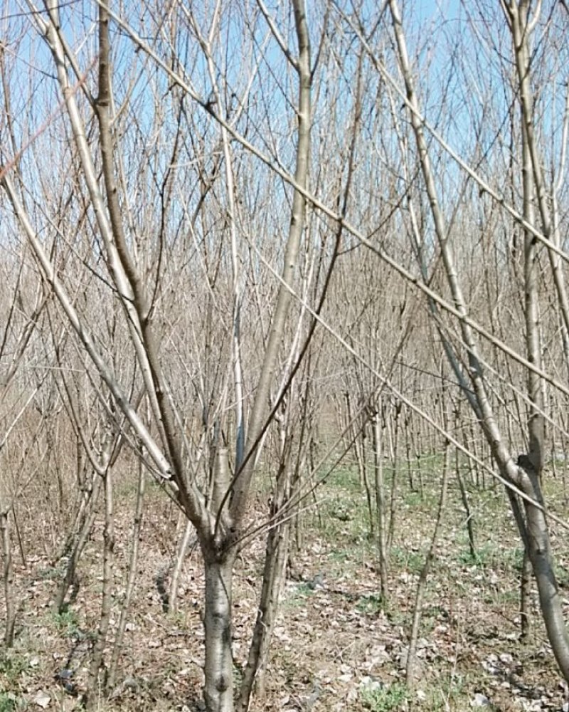紫叶桃嫁接紫叶桃实生苗春季开花鲜艳布满枝头