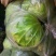 精品甘蓝（视频看货，一手货源，产地直发）