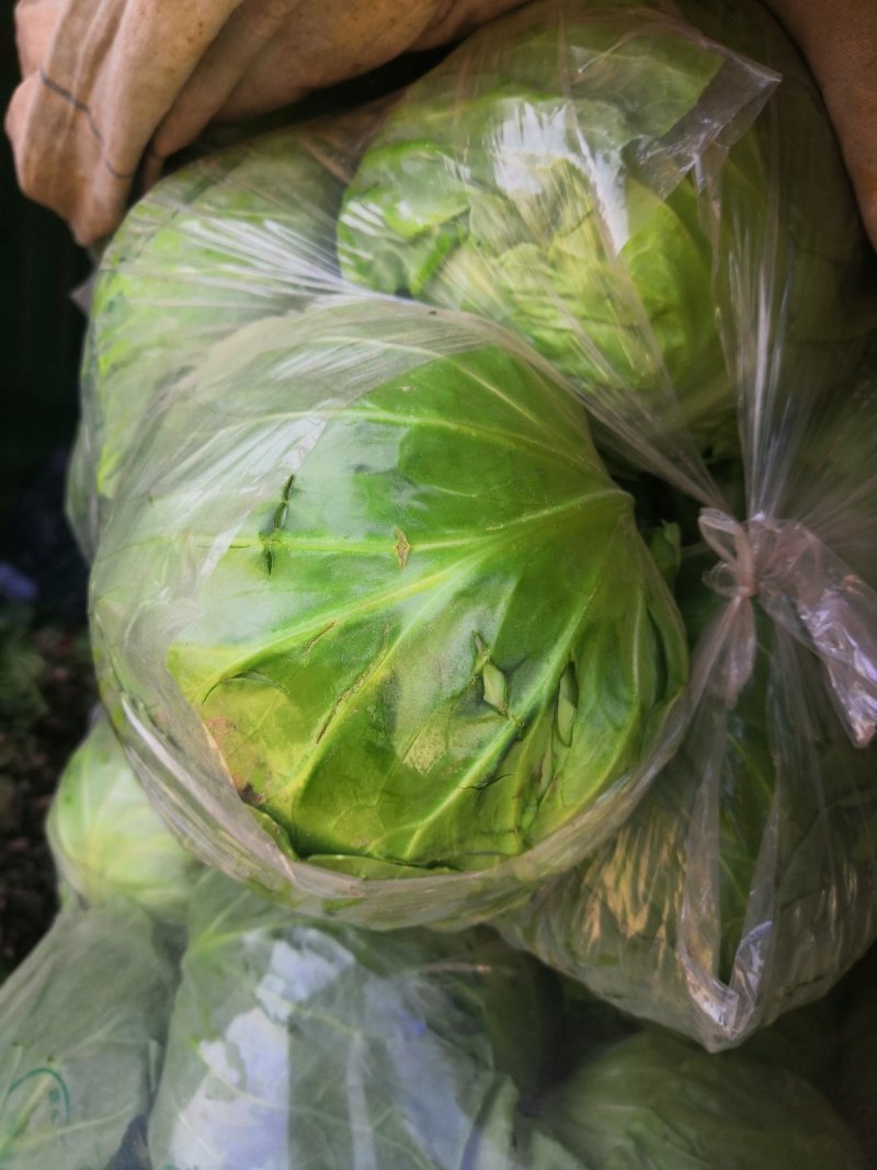 精品甘蓝（视频看货，一手货源，产地直发）