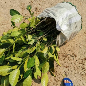 正宗优质马来一号菠萝蜜苗