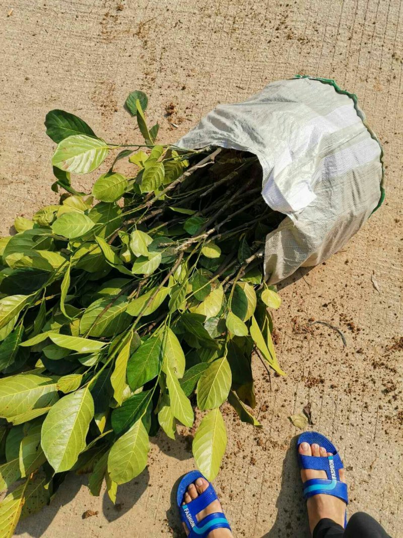 正宗优质马来一号菠萝蜜苗