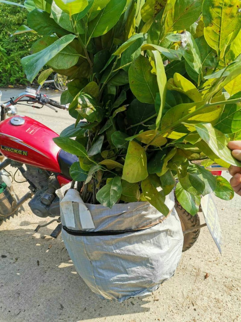 正宗优质马来一号菠萝蜜苗