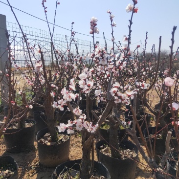 盆景木本植物现大量出货基地直发