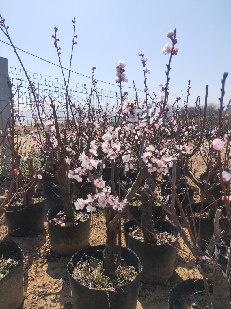 盆景木本植物现大量出货基地直发