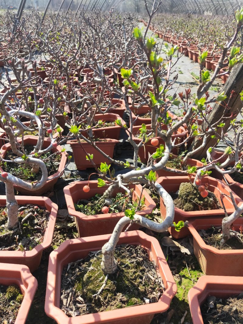 盆景木本植物现大量出货基地直发