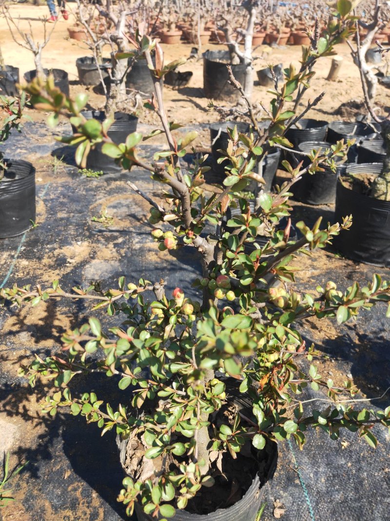 盆景木本植物现大量出货基地直发