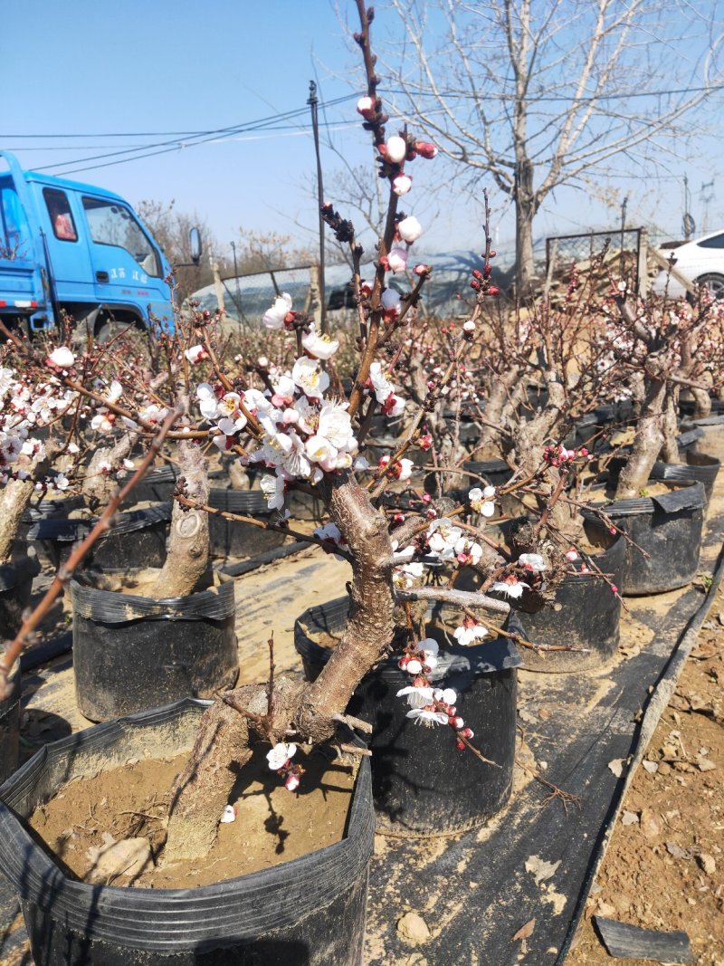 盆景木本植物现大量出货基地直发