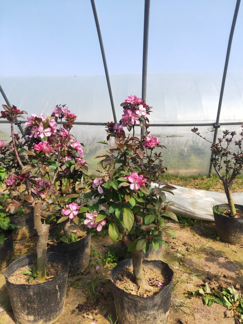 盆景木本植物现大量出货基地直发