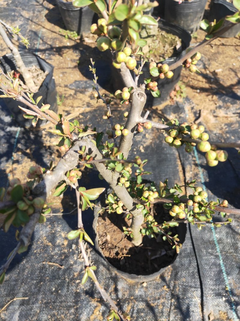 盆景木本植物现大量出货基地直发