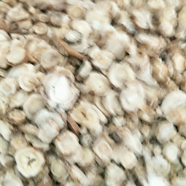 北沙参，常年批发供应药食两用中药材