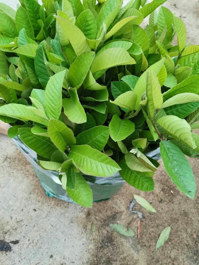 番石榴苗（珍珠番石榴）