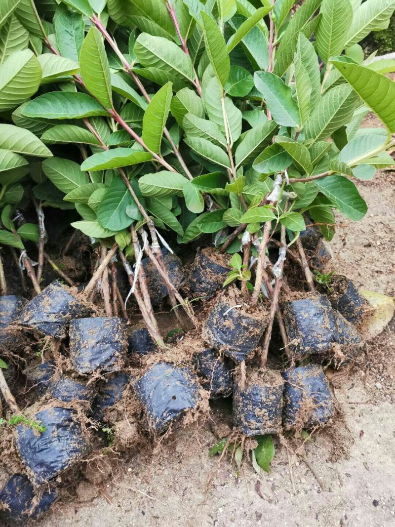 番石榴苗（珍珠番石榴）