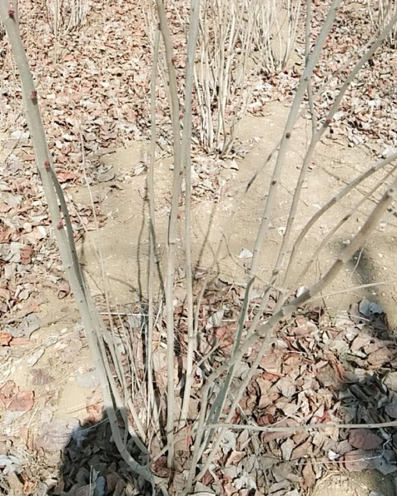 紫荆花开花鲜艳春季开花单珠丛生一至多年生
