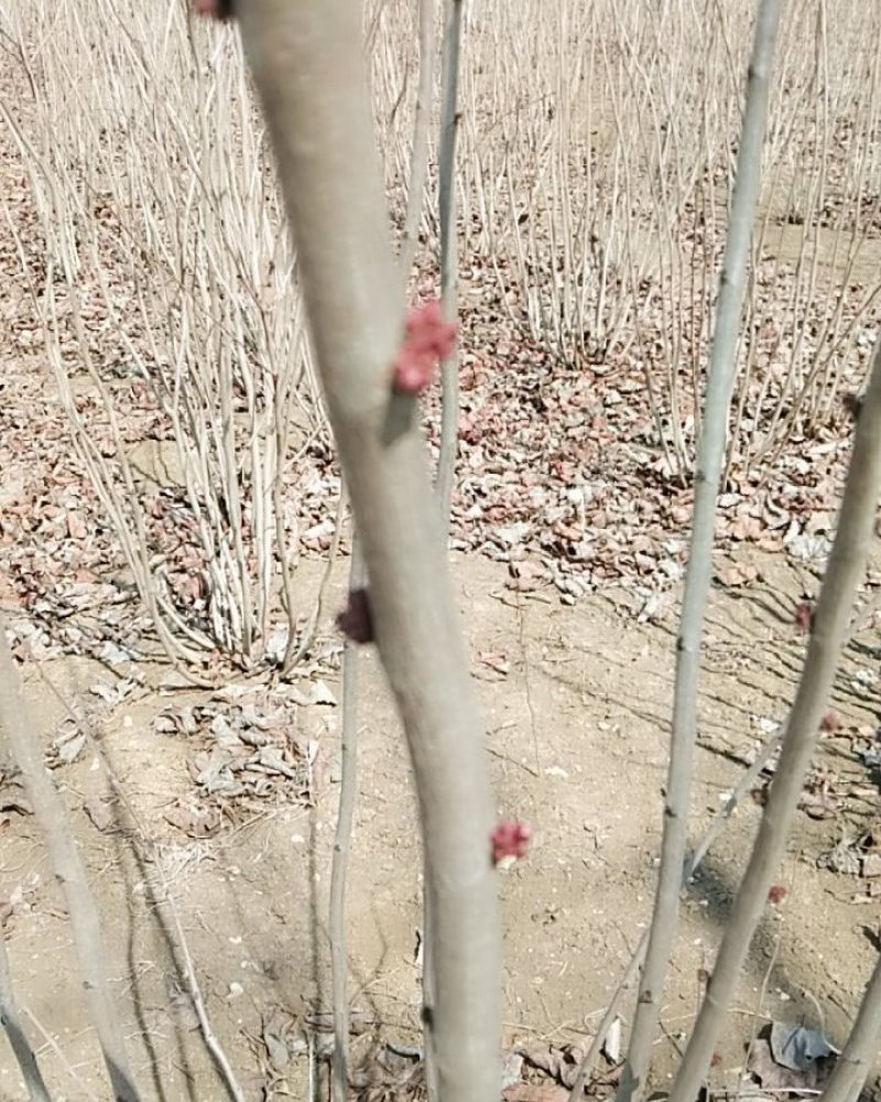 紫荆花开花鲜艳春季开花单珠丛生一至多年生