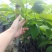 台湾凤梨释迦苗（番荔枝、林檎），提供技术指导