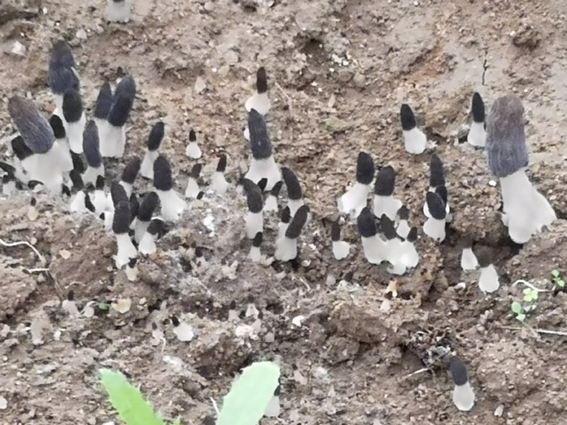 羊肚菌二级原种，小麦主料，高温灭菌，无菌操作，适温培养，