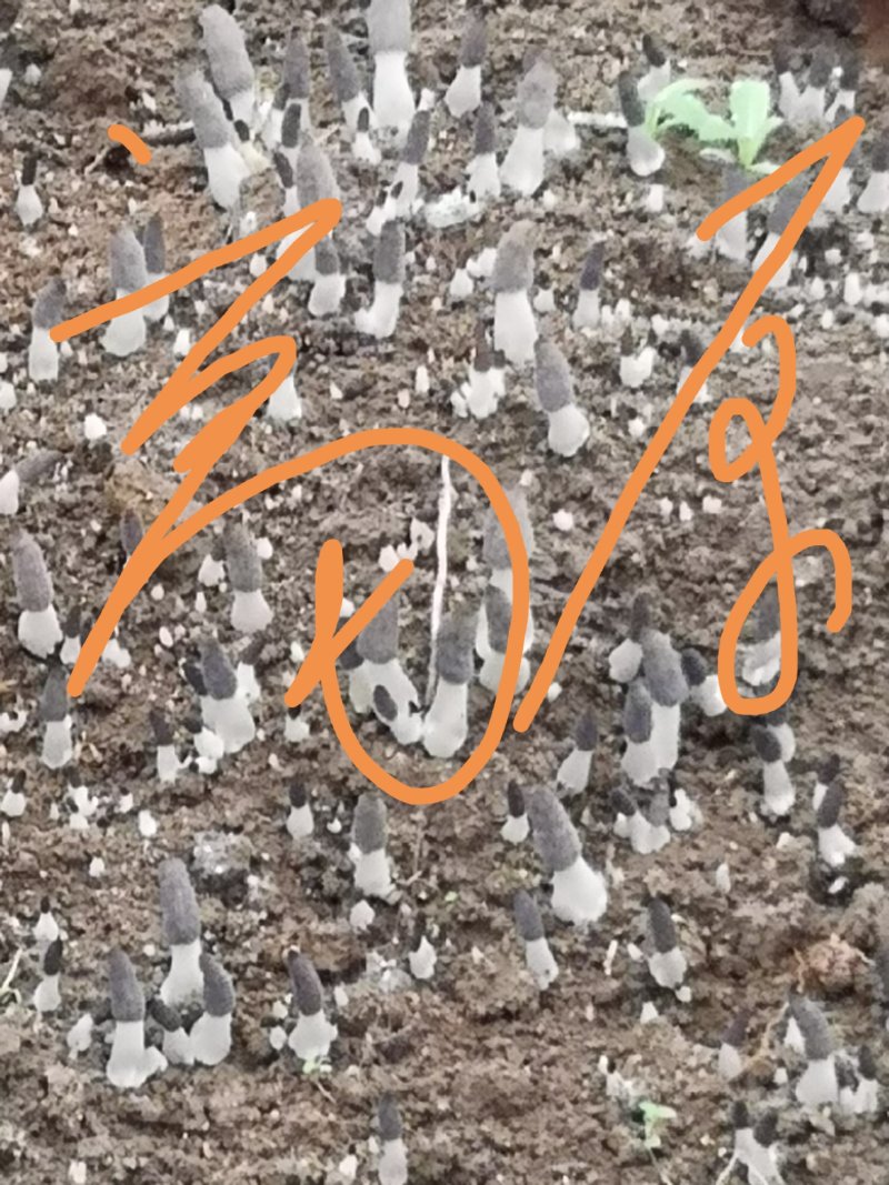 羊肚菌二级原种，小麦主料，高温灭菌，无菌操作，适温培养，