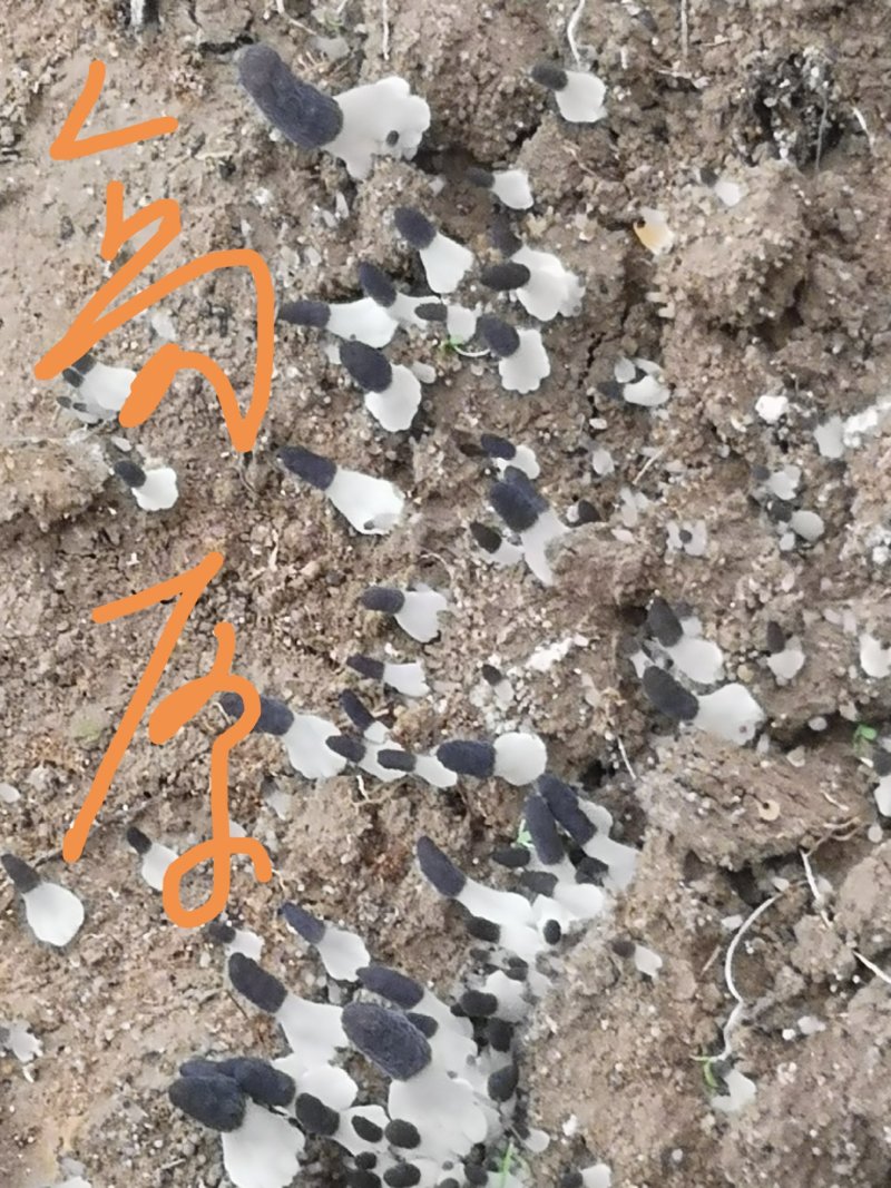 羊肚菌二级原种，小麦主料，高温灭菌，无菌操作，适温培养，