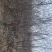 水栒子多花荀子水栒子产地水栒子价格水栒子