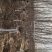 水栒子多花荀子水栒子产地水栒子价格水栒子