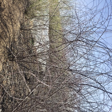 水栒子多花荀子水栒子产地水栒子价格水栒子