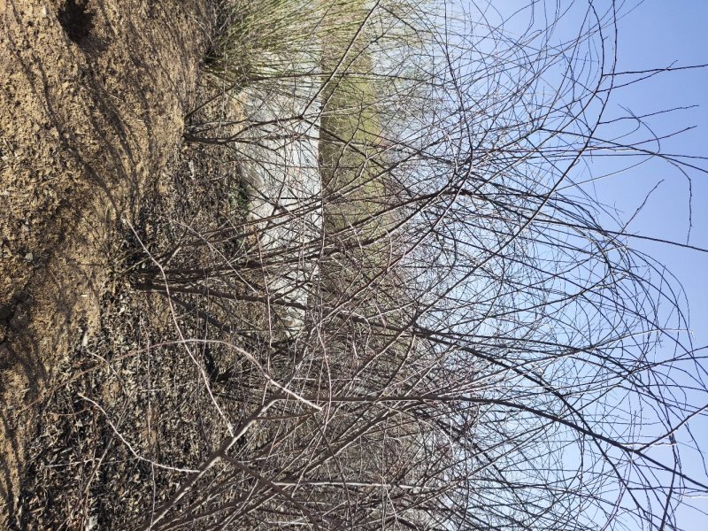 水栒子多花荀子水栒子产地水栒子价格水栒子