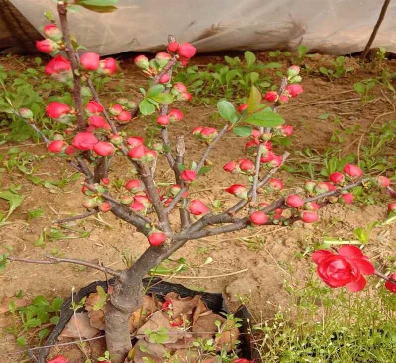 原生海棠花，带花苞发货