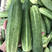 四川本地大棚种植燕白黄瓜开始上市，提供一条龙服务