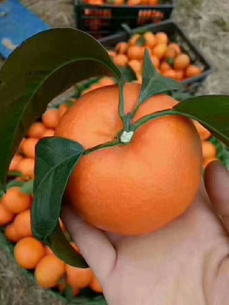 沃柑