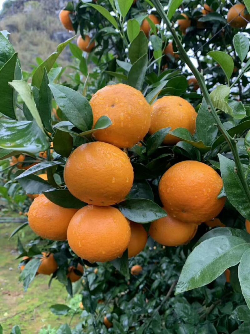 沃柑