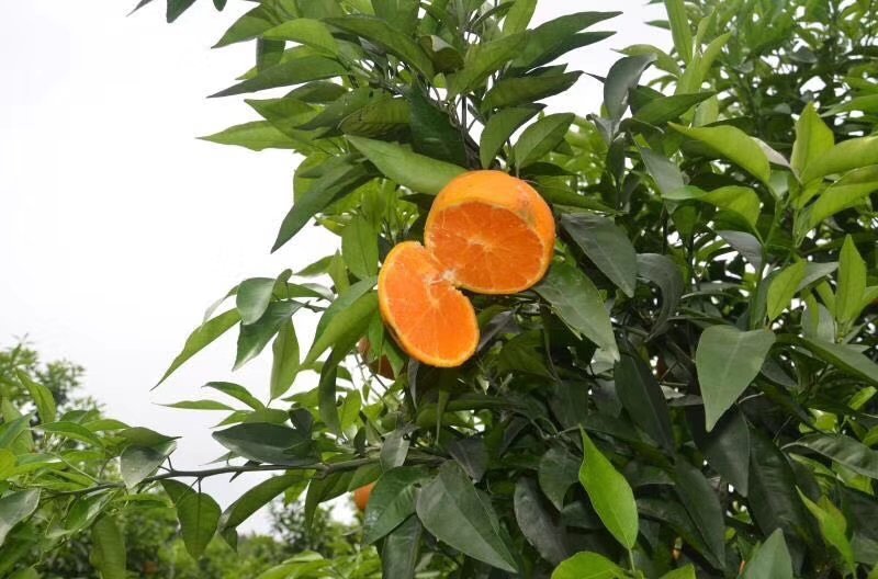 沃柑