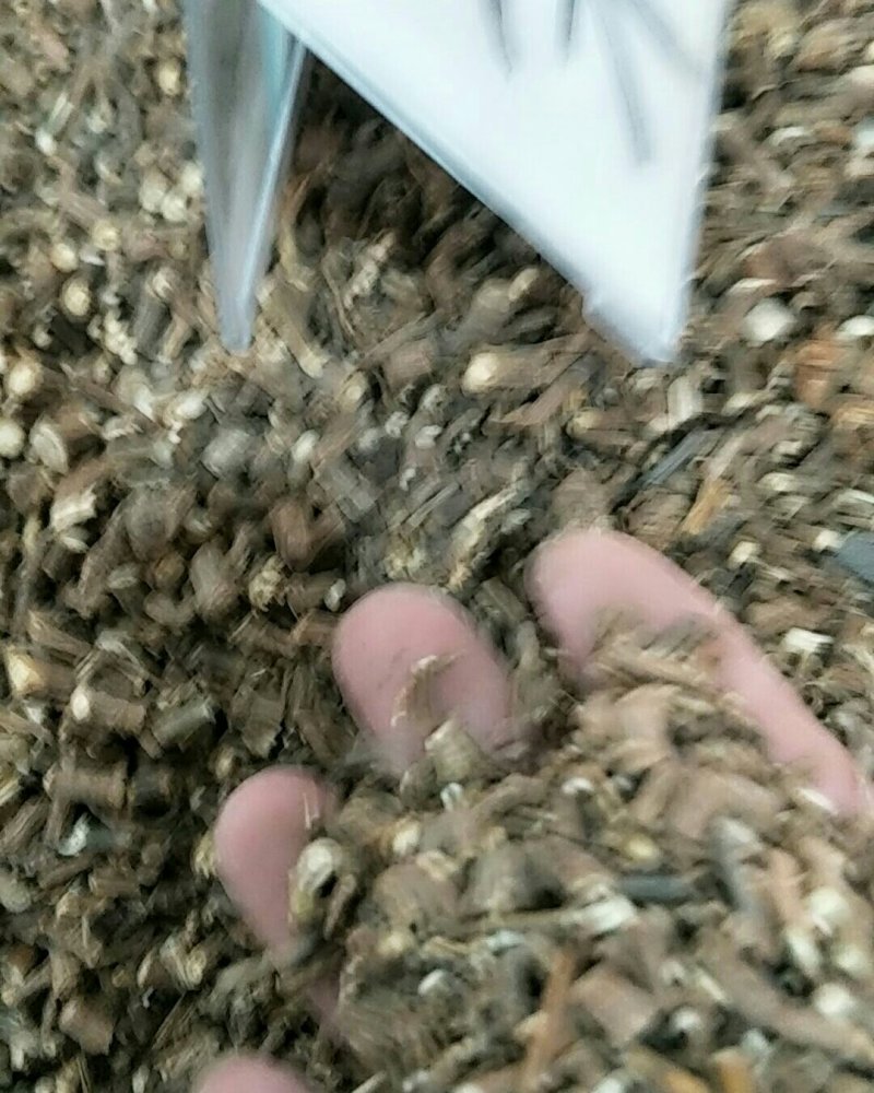 藏柴胡，北柴胡，常年批发供应各种规格柴胡
