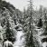 雪松一米到八米优质雪松,雪松苗质量有保障