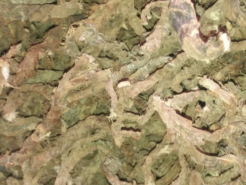 纯野生石昌蒲