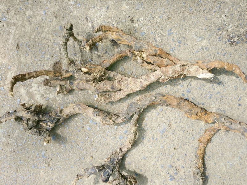 纯野生石昌蒲