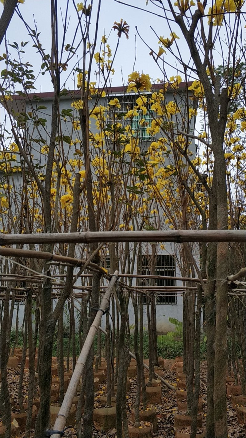 多花黄花风铃木价格美丽需要联系