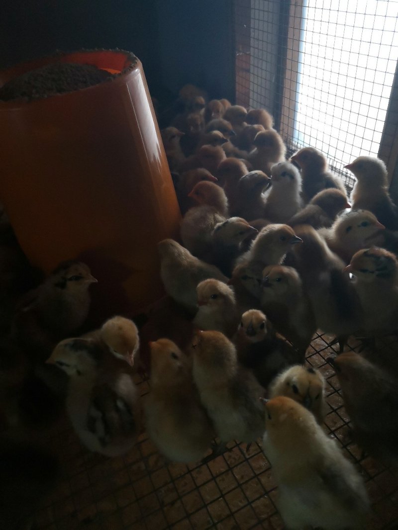 长年供应脱温土鸡苗正宗优质土鸡苗