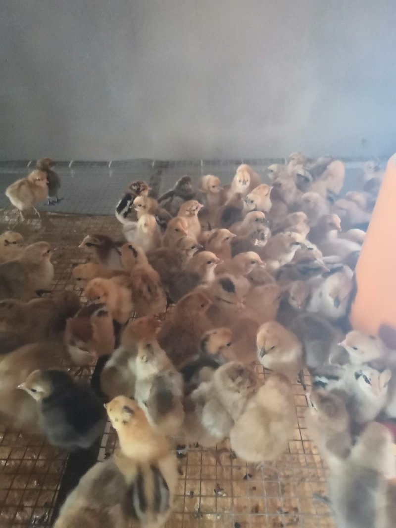 长年供应脱温土鸡苗正宗优质土鸡苗